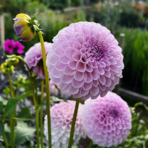 Megan Dean Dahlia Tuber Grown In Ontario Canada — Replanted Farm