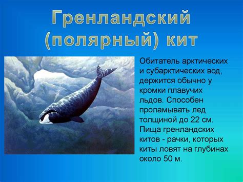Всемирный день Кита - online presentation