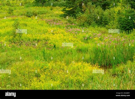 Aquatic Vegetation Around A Small Creek In Late Summer Greater Sudbury