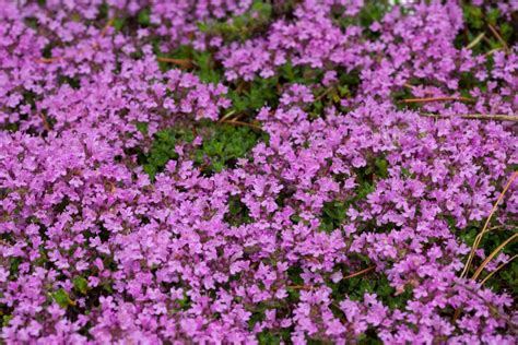 Everything You Wanted To Know About Flowering Thyme