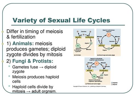 Inheritance And Sexual Life Cycles Ppt Download