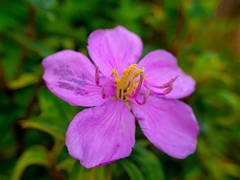 Senduduk Or Known Scientifically As Melastoma Malabathricum Beautiful