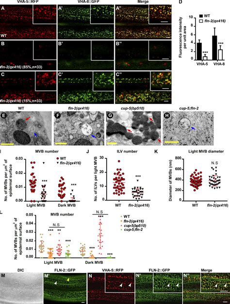 FLN 2 Is Required For MVB Formation A D Confocal Fluorescence Images