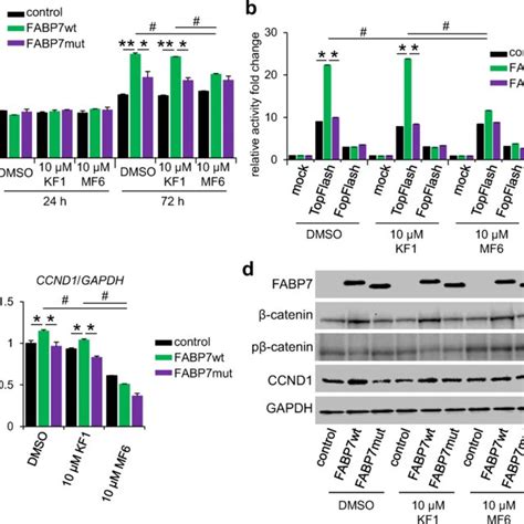 Fabp Inhibitor Masks Fabp Wt Overexpression Mediated Regulation Of