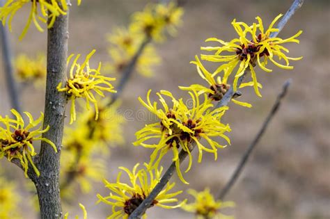 Yellow Flowers Witch Hazel Blossoms In Early Spring Stock Image