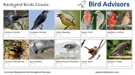 Top 29 Backyard Birds In Illinois (Free ID Charts)