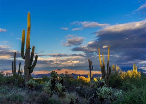 Premium Photo Sunset Illuminating Saguaro Cactus With Sonoran Desert