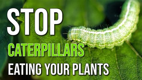 What Is The Best Caterpillar Killer The Correct Answer