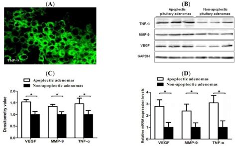 Increased expression levels of tumor necrosis factor alpha TNF α