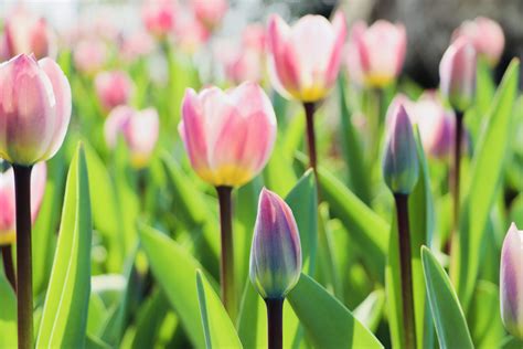 Banco De Imagens Rosa Tulipas Flor Nica Planta De