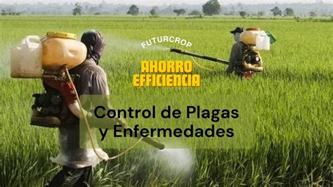 Controlar Los Insectos Que Transmiten Virus De Las Plantas