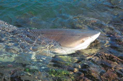River Monster Bull Shark
