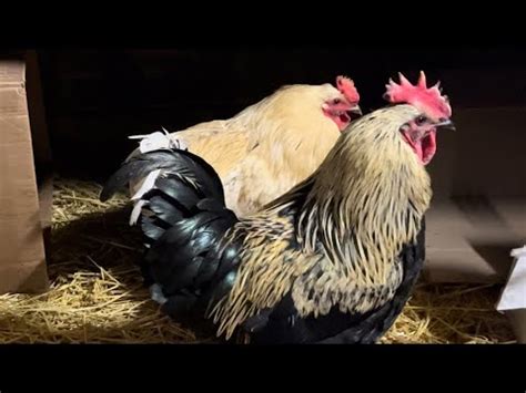 Цыплята 3 Сезон (12 Часть) - YouTube