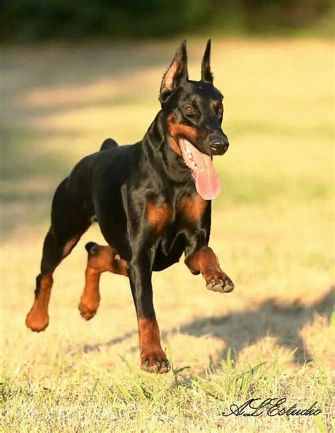 Black #Doberman--graceful :) | Doberman dogs, Doberman pinscher dog ...