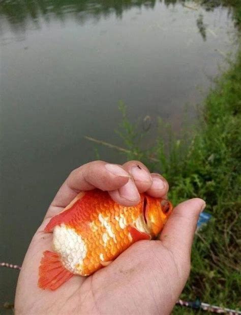 釣魚釣到生命力頑強但卻莫名心酸的小魚時，你是否會跟我一樣？ 每日頭條