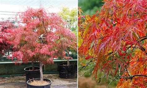 Acer Palmatum Dissectum ‘viride’ Japanese Maple ‘viride’ Half Standard Garden Plants Online