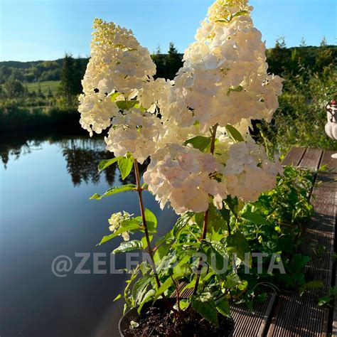 Гортензія волотиста 'Magical Mont Blanc' / Hydrangea paniculata ...