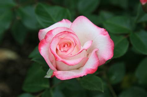 Fondos de pantalla hojas rosado flor flora brote pétalo oferta