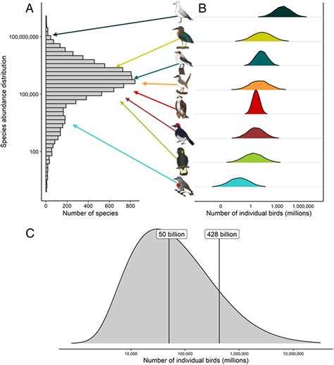 Global Abundance Estimates For Bird Species Pnas