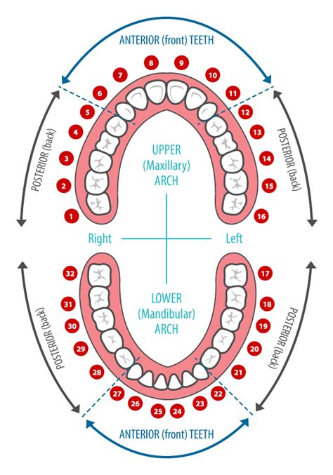 Teeth Numbers