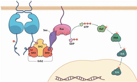 The Grb Isoform Grb Negatively Regulates Ras Activation Cancer