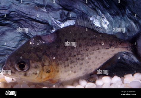 Piranha Species Fotografías E Imágenes De Alta Resolución Alamy