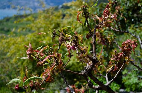 Peach Tree Leaves Drooping Heavyweight Profile Photos