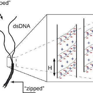 A The Folding Of A Naked Plasmid In Solution Depends On Its Amount Of