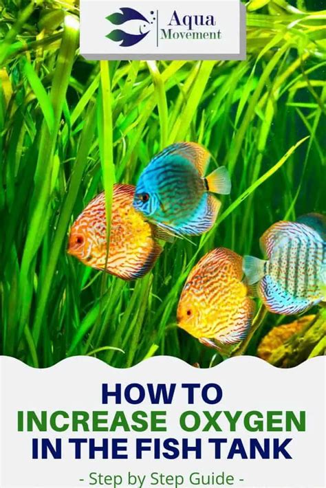 6 Steps On How To Increase Oxygen In Fish Tank Aqua Movement