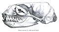 Category:Otariidae skulls - Wikimedia Commons