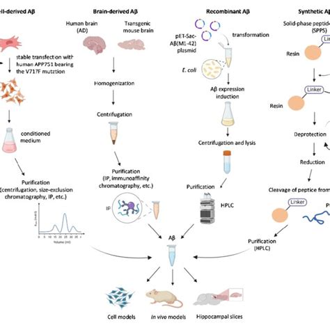 Common Sources Of Beta Amyloid Peptide Aβ Used For Modelling