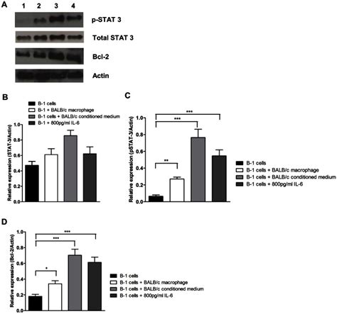 A Representative Western Blot Of Stat Pstat And Bcl Of B