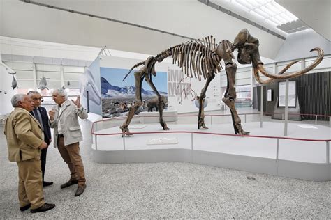 El Museo De La Evoluci N Humana Expone En Burgos Un Esqueleto De Mamut