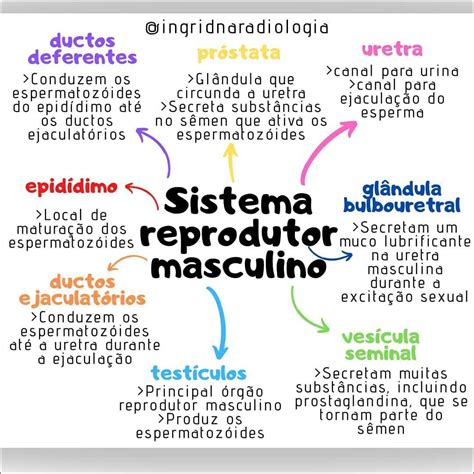 Mapa Mental Sistema Reprodutor Masculino E Feminino Roaredu