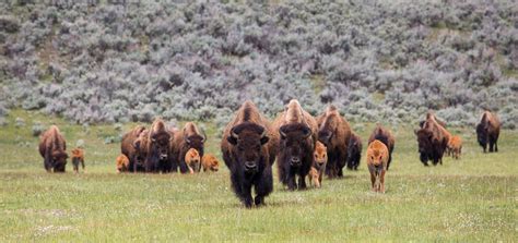 Bison Mating Season in Yellowstone National Park 2024 - Rove.me