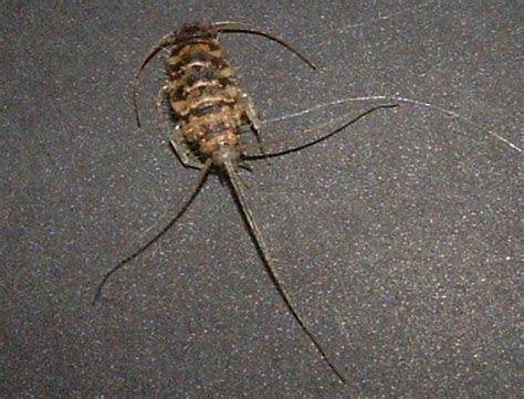 Silverfish In Bathroom Quick Tips For Prevention And Removal Whats