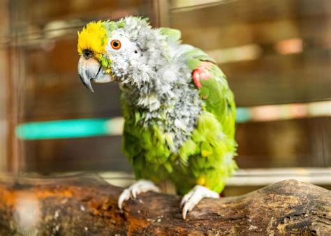 Dealing With Plucking In Birds The Happy Chicken Coop