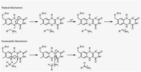 Mao Mechanisms Monoamine Oxidase Reaction Mechanism Transparent Png