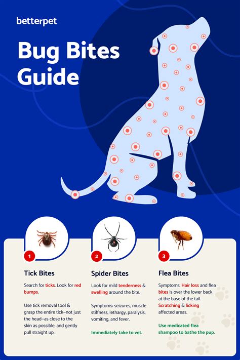 A Guide to Bug Bites on Dogs | Bug bites, Bug bite relief, Insect bite ...