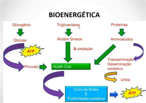 Pin De Mentesenutrientes Nutricionist Em Metabolismo