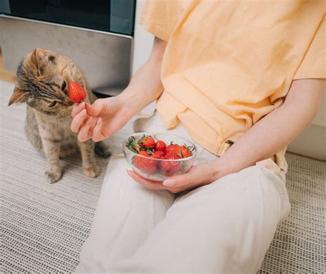 Can Cats Eat Strawberries