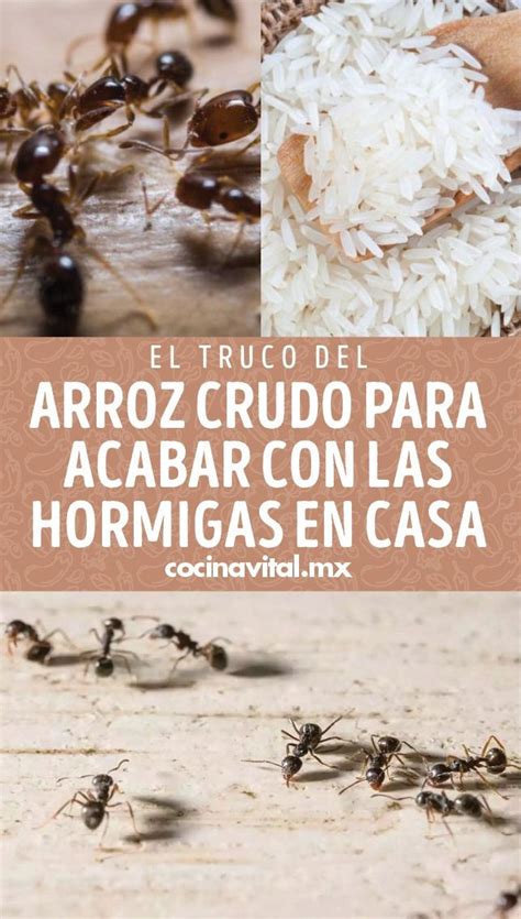 El Truco Del Arroz Crudo Para Acabar Con Las Hormigas En Casa En