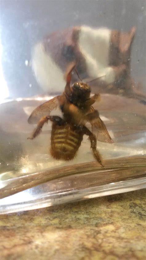 Giant bee? : r/whatisthisthing