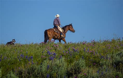 Cowboy Free Stock Photo Public Domain Pictures