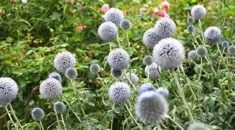 Cardo Globo Cómo Plantar Cultivar Y Cuidar Echinops
