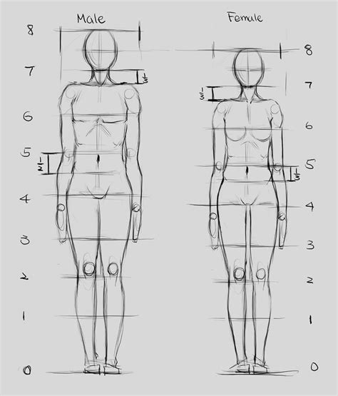 Proportions 1 Human Anatomy Drawing Drawing Body Proportions Human Figure Drawing