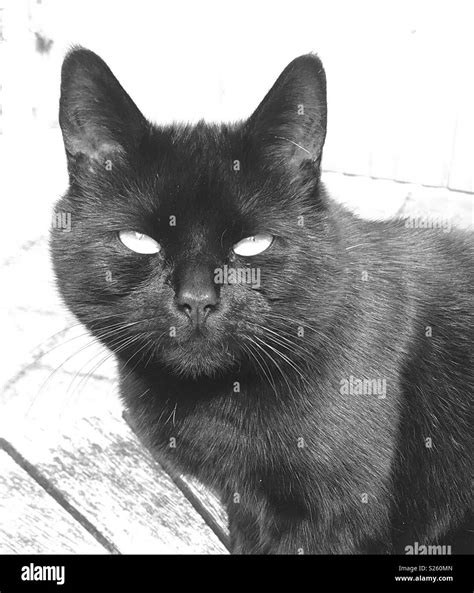Black Cat Black And White Stock Photos And Images Alamy