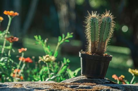 Qu Significa Que Alguien Te Regale Un Cactus La Verdad Noticias