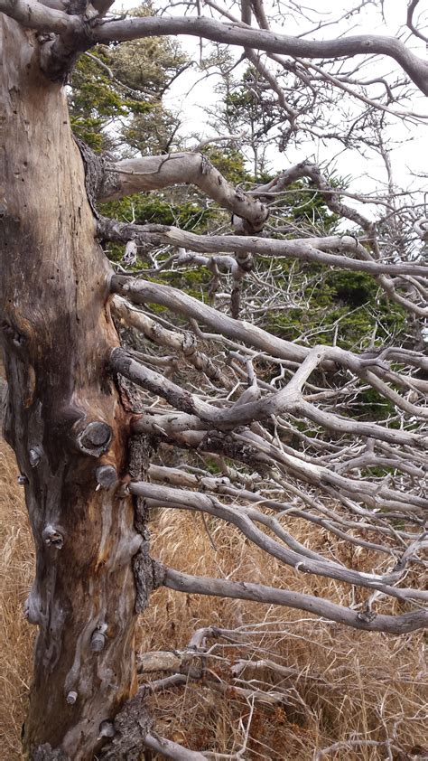 Kostenlose Foto Baum Natur Wald Ast Holz Blume Kofferraum Alt