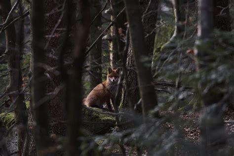 The Bavarian Forest: How to Plan a Trip in Summer or Winter